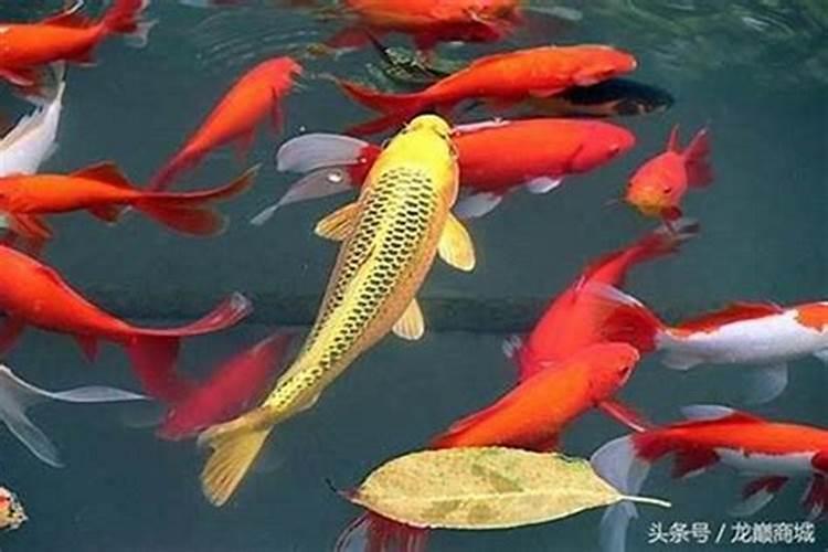 属虎的可不可以在本命年结婚,爱情与婚姻分析？