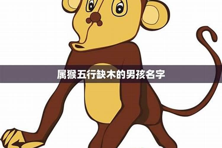 今年五行缺木属猴运气