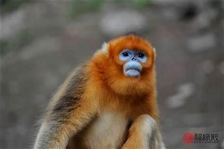 一九九七年的立春是几月几日？农历