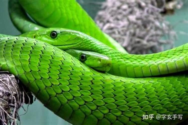 梦见蛇周公解梦(梦见蛇的七大预兆)