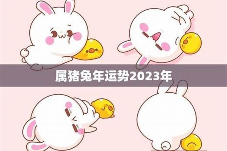 属兔人啥年运势最旺