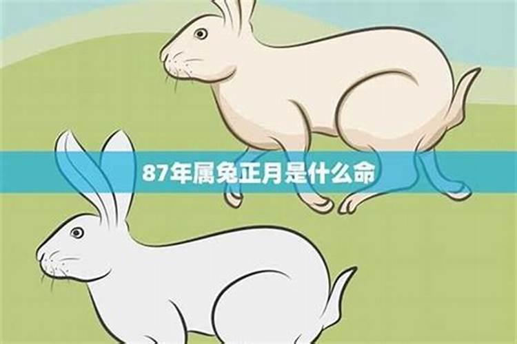 生肖兔1987年2025年运势如何 生肖兔1987年2025年全年运势