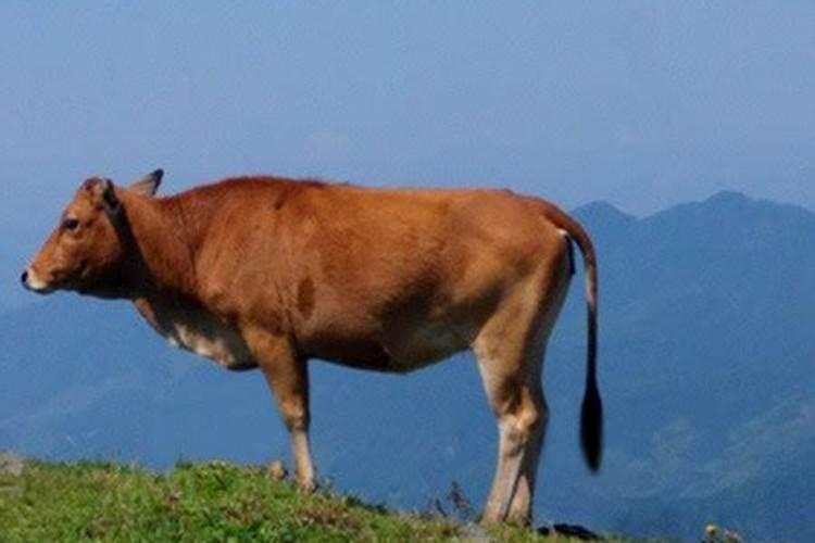 两个人合不合是看属相还是看八字 八字合婚的注意事项？