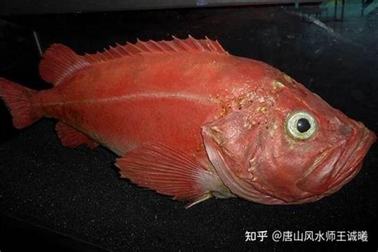 梦见红鱼是什么征兆？