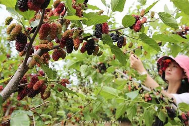 属虎人2025年虎年每月运势