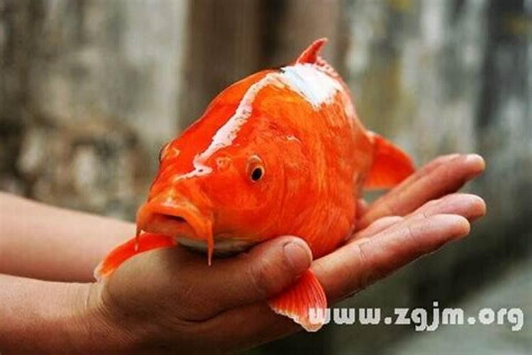梦见红鲤鱼意味着什么