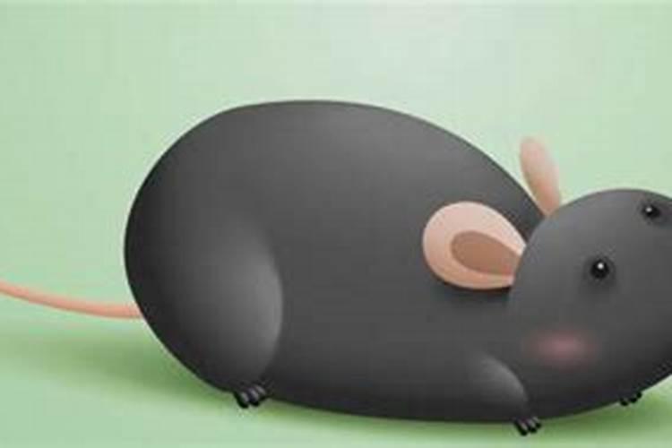 女人梦见老鼠财运如何