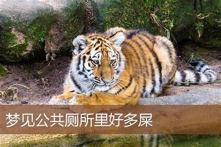1991年出生五行属什么 1991属羊的五行缺什么