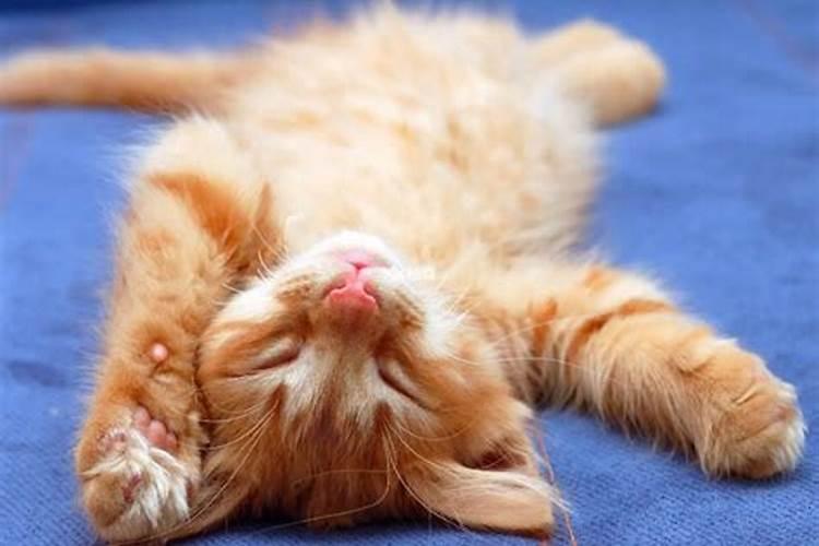 梦见猫咪死了是什么征兆
