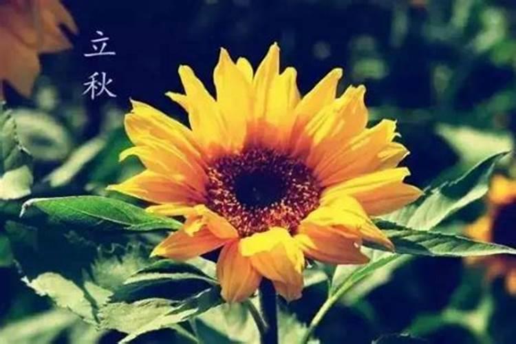 立秋是几月几号
