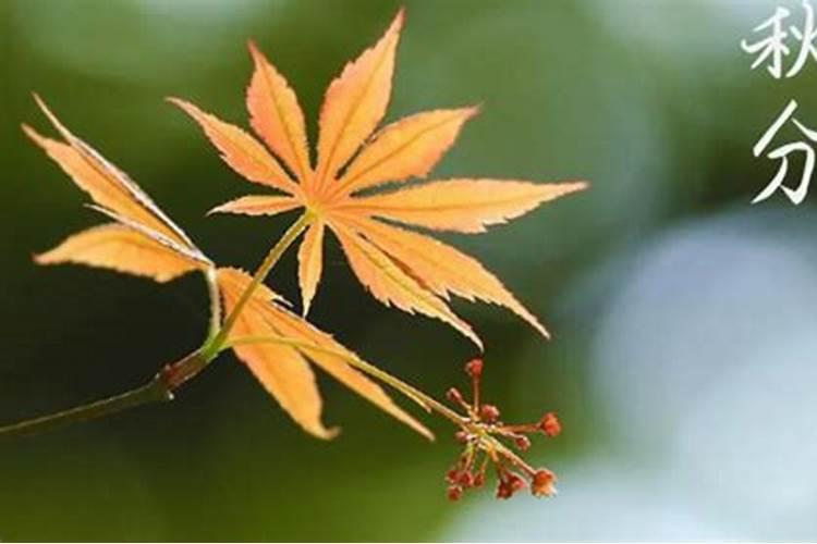 秋分节气出生的人好吗