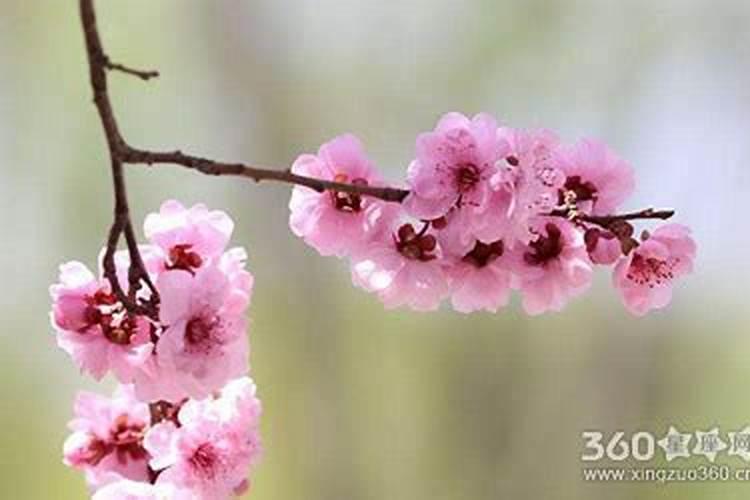 桃花煞人的命运如何,婚姻多波折