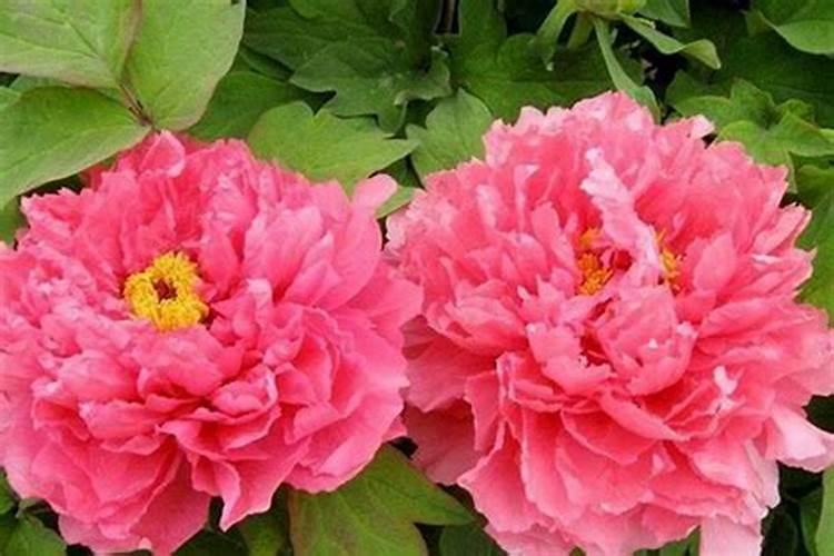2018年4月25日08点04分出生女宝宝五行缺什么