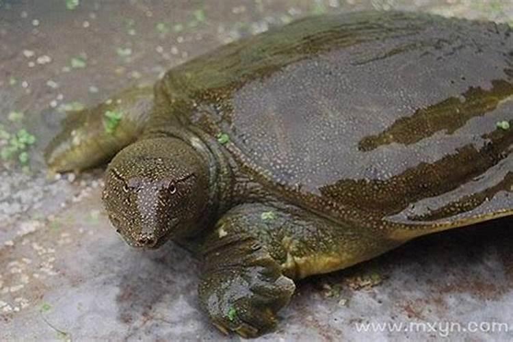 梦见池塘里好多甲鱼的预兆