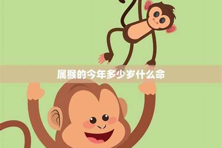 属猴的2025运势怎么样