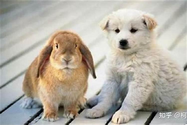 什么属相不能养猫是真的还是假的