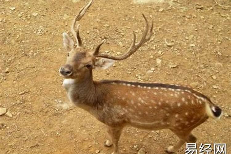 梦见过世的姥姥回家过年的预兆