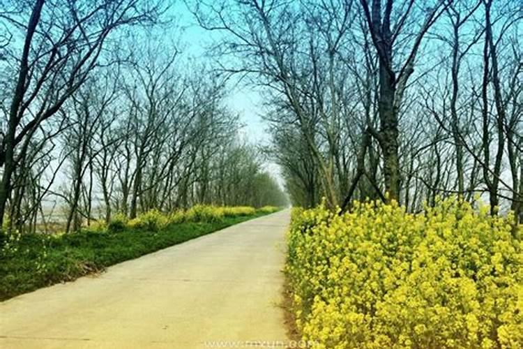 2020年属鸡破太岁是什么意思,鼠年犯太岁要如何转运？