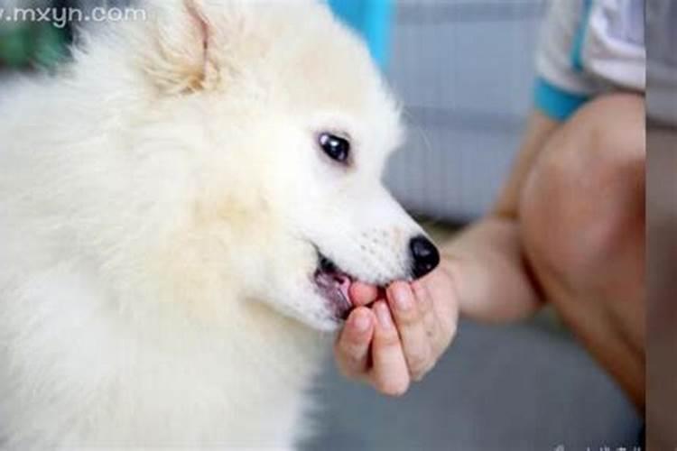 做梦梦到狗咬手什么意思
