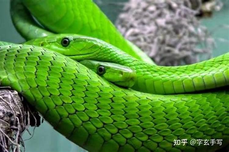 白天做梦梦到蛇是什么意思 白天做梦梦到蛇的含义