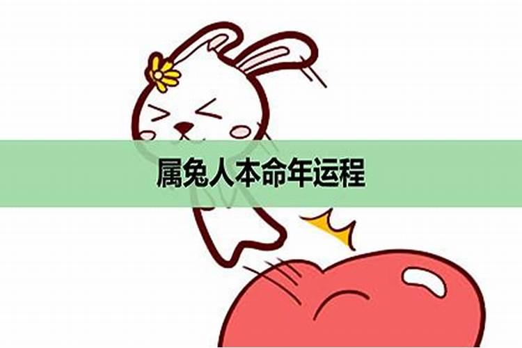 本命年的兔今年运势如何