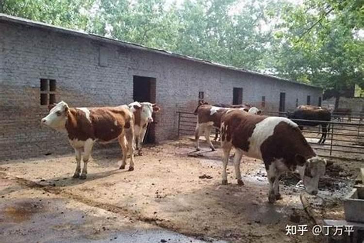 重阳节是每年农历的几月几日