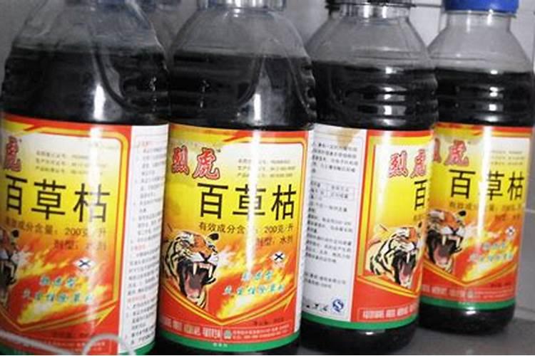 梦见衣服上全是虫子的预兆