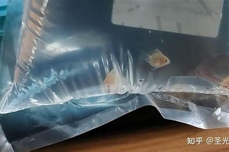 梦见黑猪的猪屎是什么预兆？