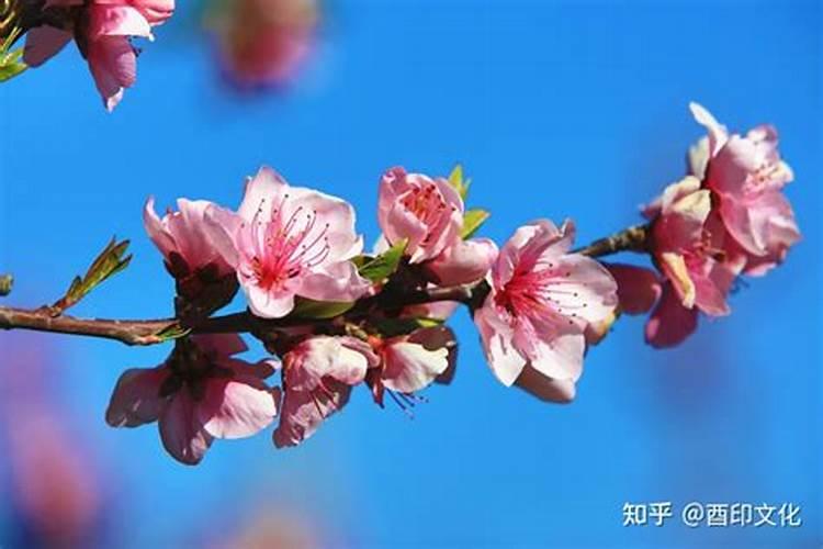 八字中桃花的作用与意义 命中具备桃花的好坏？