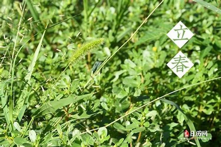 女人梦到有好多小老鼠有什么预兆