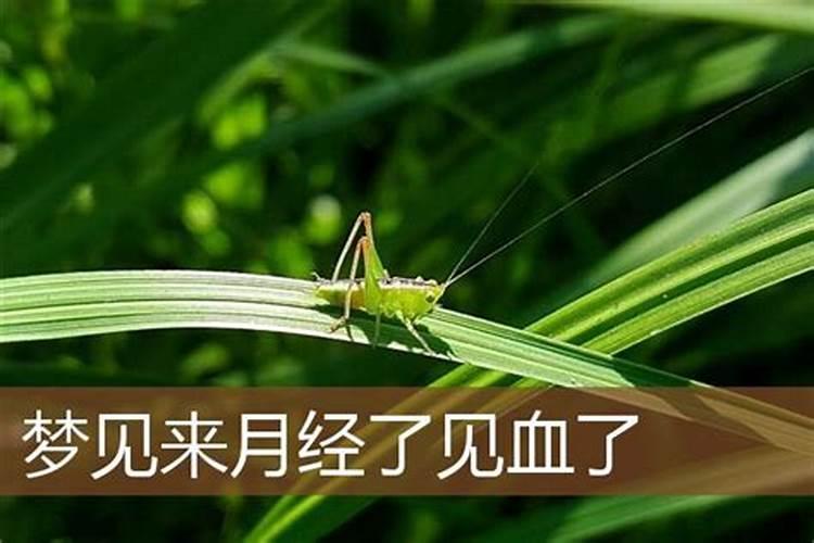 梦见满地都是蛇大小都有的预兆