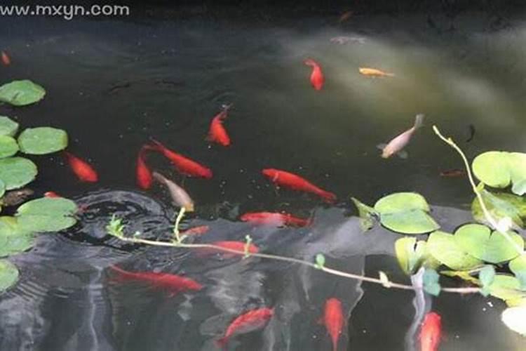 属马的和属马的相冲吗 属马克不克属马