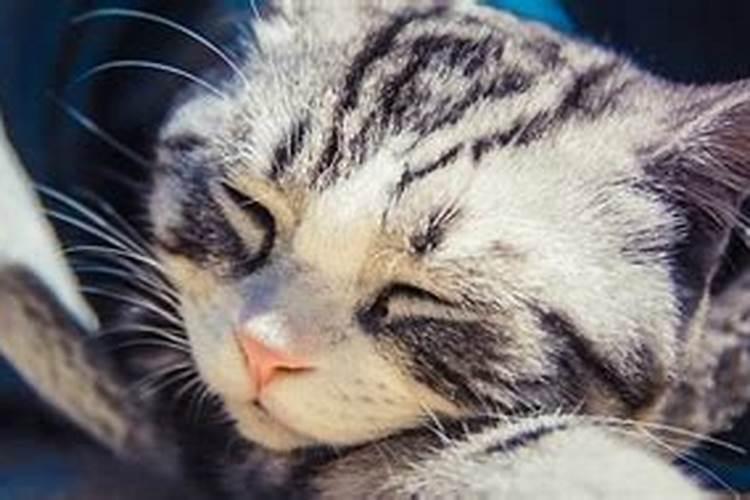 女人梦到猫死了预示着什么