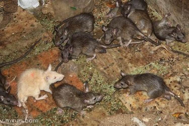 梦见地上很多死老鼠