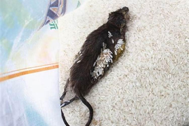 梦见遍地死老鼠是什么意思