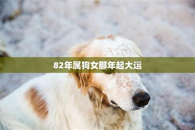 82年狗女2025年运势及运程每月运程