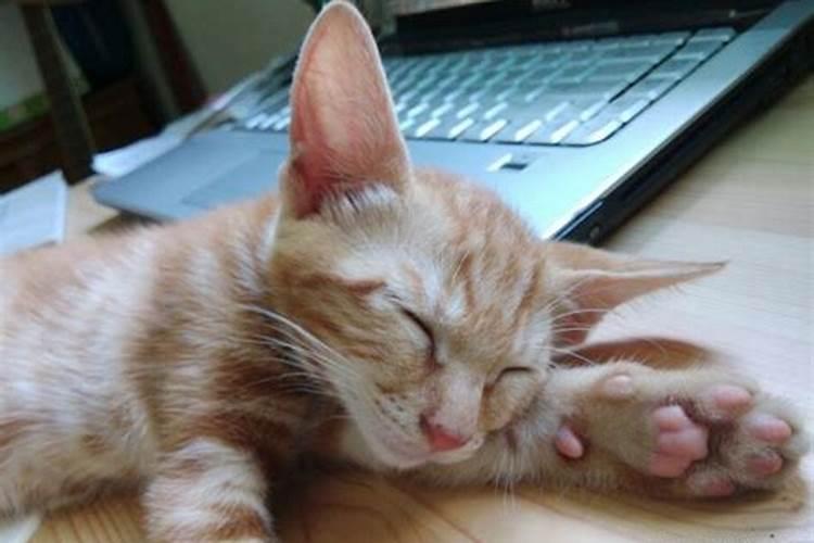 梦见猫在我床上赶不走梦到猫在我床上赶不走是什么意思
