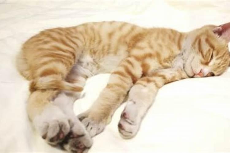 梦见猫在床上睡觉赶不走