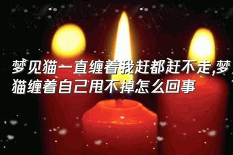 梦见一只黄白相间的大猫在我床上赶不一走？