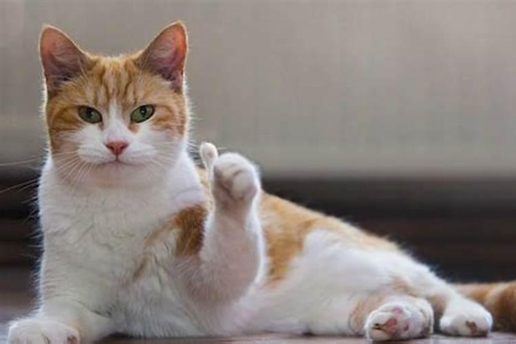 一鸡二鸭猫三狗四猪五羊六人七马八是什么意思？