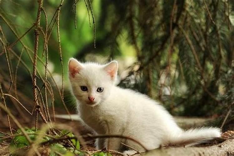 猪2025年冲太岁怎么化解