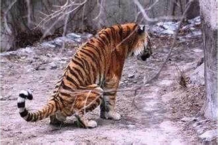 梦见老虎撒尿是什么意思