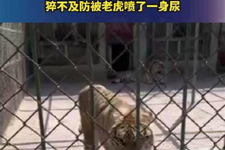 猴子遇到老虎运势如何解决冲突