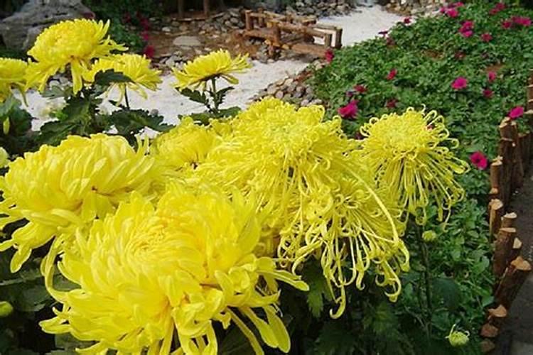 重阳节菊花有何寓意？
