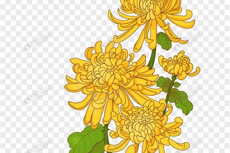 重阳节菊花有什么意义