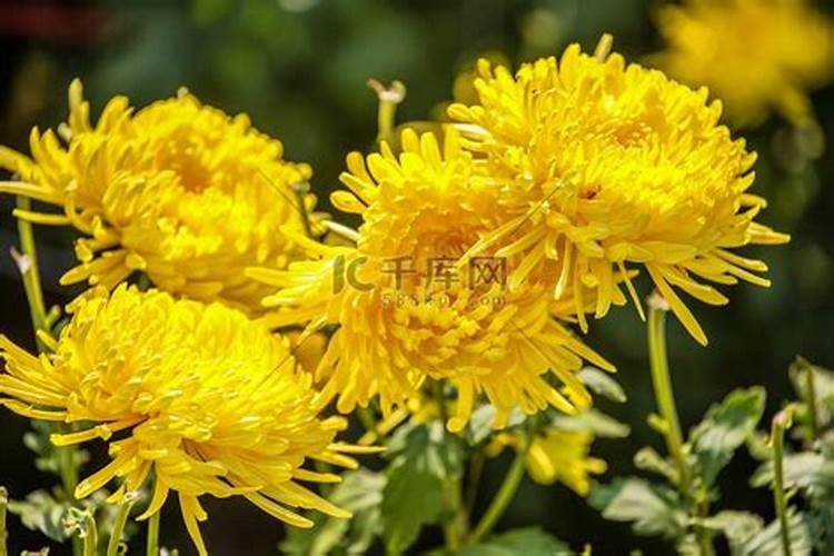 重阳节菊花有什么意义