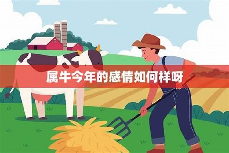 生肖牛一生的感情及财运运势