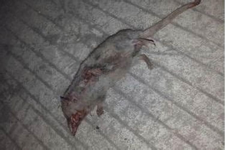 梦见死耗子是什么意思？