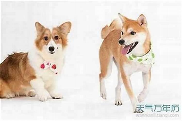 免费算婚姻:属虎男与属狗女的婚姻好吗 八字合财吗