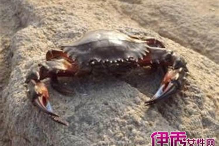 梦见只吃螃蟹腿的预兆